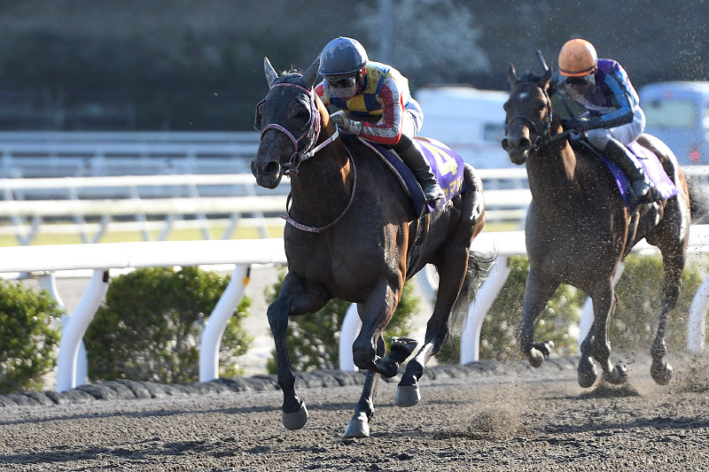 2023年 シャマル　直線突き放し人気に応える